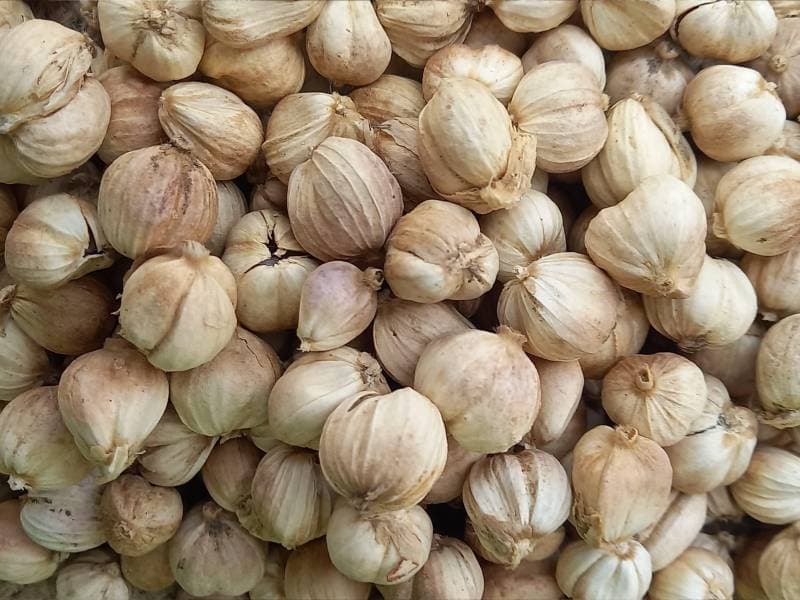 Cardamom